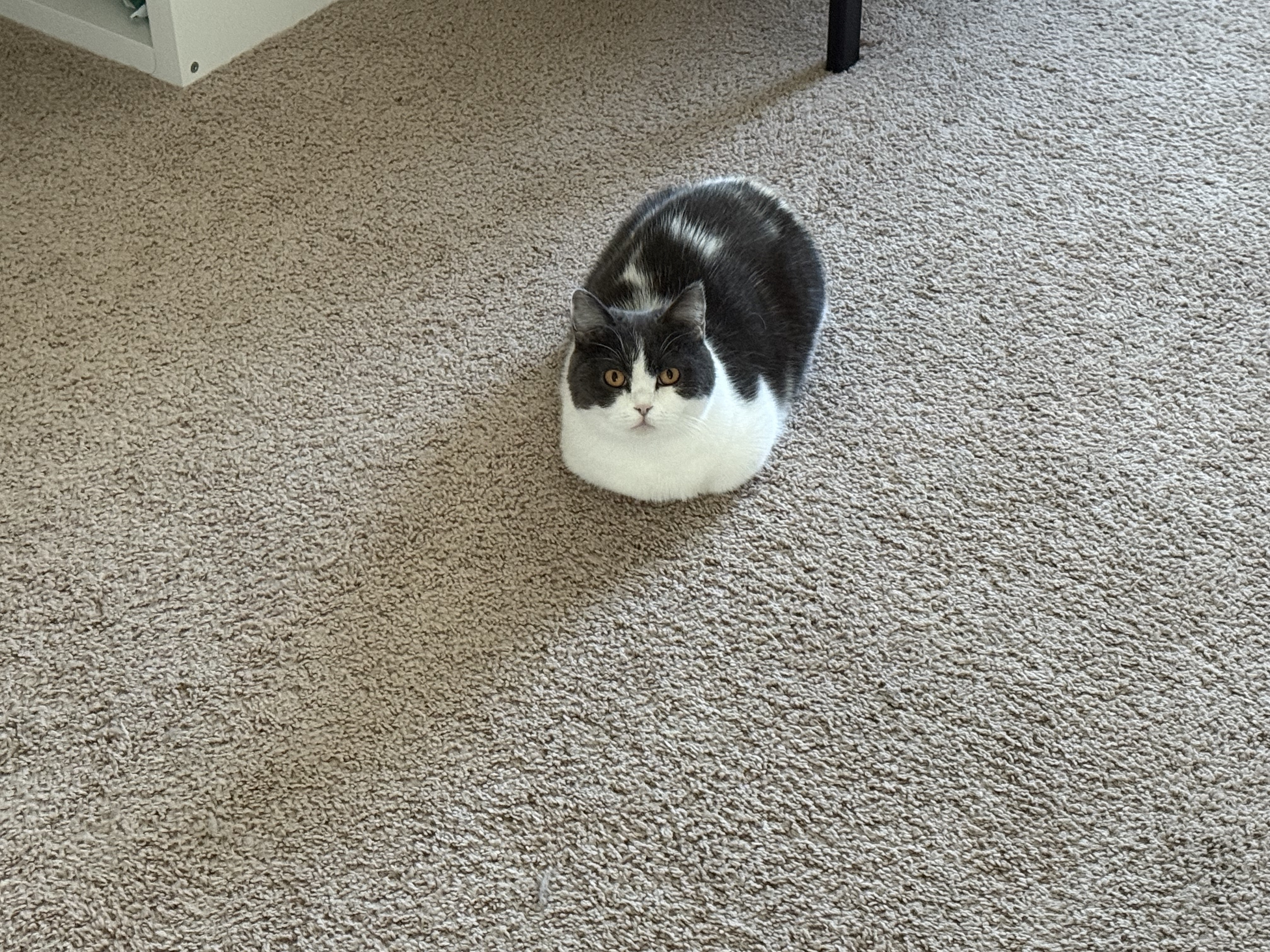 CakeCake chilling