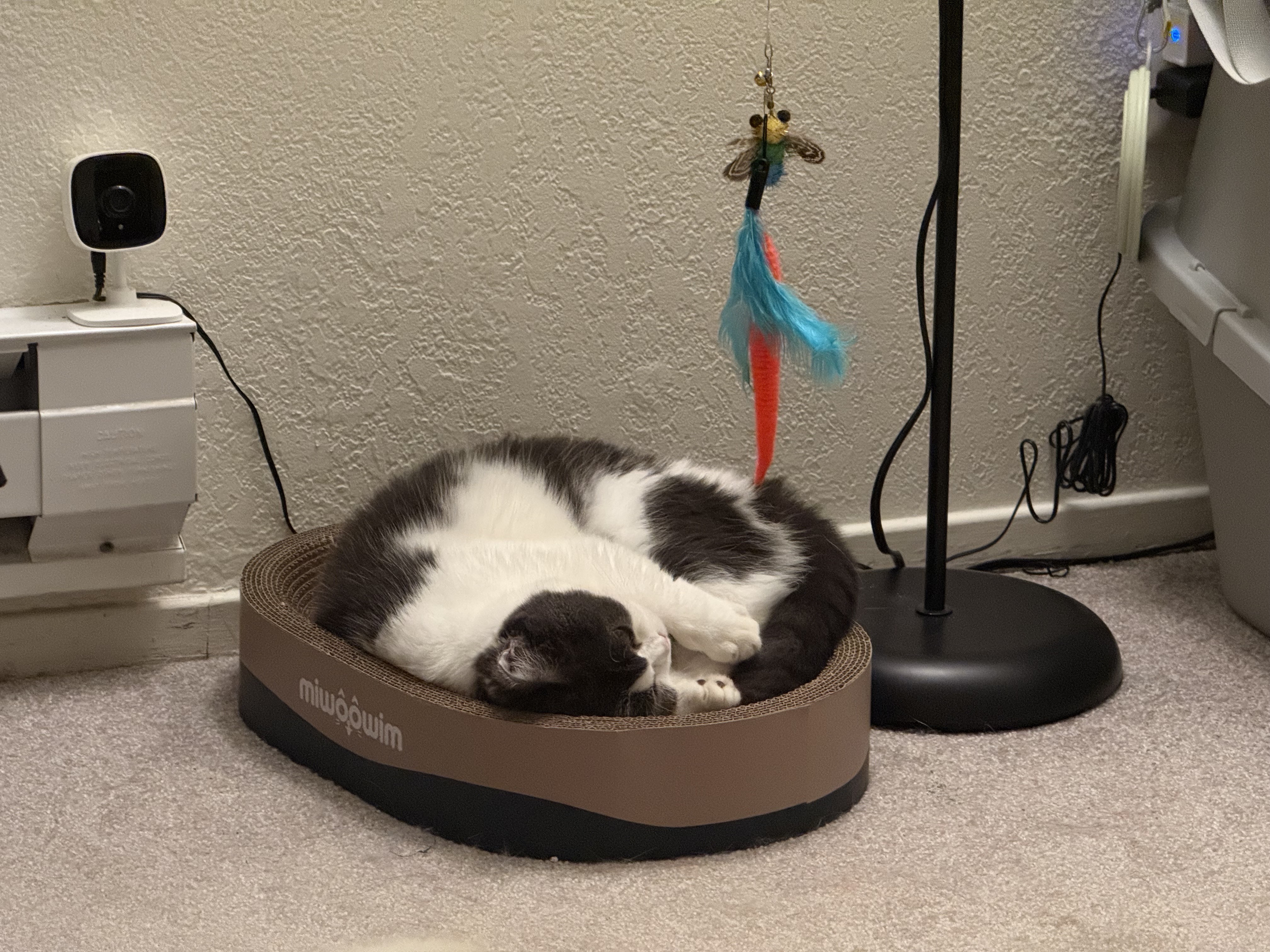 CakeCake sleeping